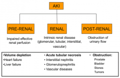 Intrinsic renal disease (glomerular, tubular, interstitial, vascular)
** Acute Tubular Necrosis
- Interstitial Nephritis
- Glomerulonephritis
- Vascular diseases