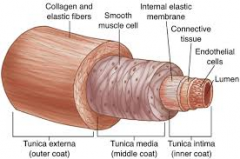 Artery Layers