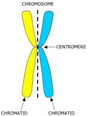 The point on a chromosome by which it is attached to a spindle fiber during cell division.