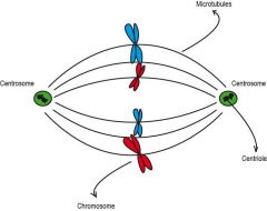 A protein structure that divides the genetic material in a cell.  It is necessary to equally divide the chromosomes in a parental cell into two daughter cells during both types of nuclear division: mitosis and meiosis
