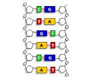 What do the pentagons in the diagram of DNA represent?