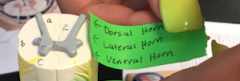 1. Dorsal Horn
2. Lateral Horn 
3. Ventral Horn
