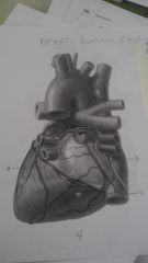 heart pictures, p. 4, A
