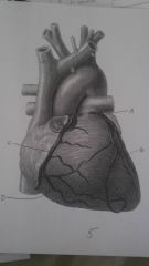 heart pictures, p. 5, B