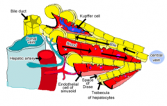 Portal vein
Hepatic artery
Bile duct
*lymphatics
