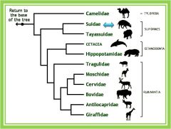 Notice the former order Cetacea is
the sister taxon to Hippopotamidae. 