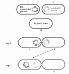 Tri-parental mating:  
Usedfor complementation and to deliver transposons 


Increasesmating efficiency for some mob plasmids 


Performedwhen helper plasmid and mobilizableplasmids are incompatible 


Mobilizableplasmids can be transferred for at...