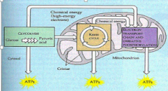 From the diagram which of the following is the main ATP-producing pathway during aerobic cellular respiration?