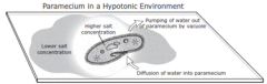The paramecium in the diagram shown is in a hypotonic solution. What would happen if placed in a hypertonic environment?