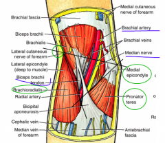 o Superior: Line joining medial & lateral epicondyles
o Lateral: edge of pronator teres
o Medial: edge of brachioradialis