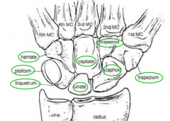 Slide 1
Upper Limb : Forearm, Wrist & Hand
Lecture UL V-VII
Illustrations from:
Essential Clinical Anatomy 3rd ed. (ECA3)
Moore, K. and Agur, A.
Lippincott Williams and Wilkins, 2007
Grant’s Atlas of Anatomy 12th ed. (GA12)
Agur, A. and ...