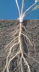 Name the root type and associated classification.