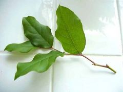 Name the leaf type.