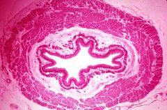 Esófago: capas histológicas (de todos los órganos) que vienen del mesodermo lateral esplácnico en relación con al arquenterón y con plexo mientérico en la muscular propia