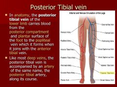 The posterior tibial vein is formed by the union of what two veins.
