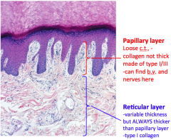 1. Papillary layer2. Reticular layer