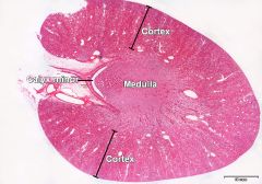Nyre
Nyreparenkymet kan deles inn i bark (cortex renalis) og marg (medulla renalis). Barken er rødbrun og med nyrelegemer. Margen er som regel lysere og er stripete med tynne og tykke deler av Henles sløyfer, samlerør og vasa recta.