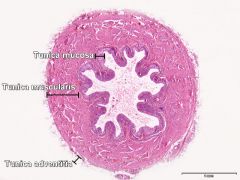 Ureter
Spørsmål 1: Hva heter de tre lagene som utgjør ureter?
- Tunca mucosa, tunica muscularis og tunica adventitia.