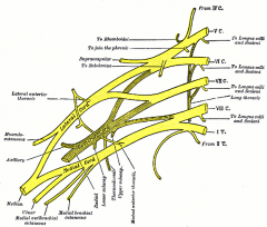 The thoracodorsal nerve is a branch of the posterior cord of the brachial plexus, and is made up of fibres from the posterior divisions of all three trunks of the brachial plexus.
It derives its fibers from the sixth, seventh, and eighth cervical...
