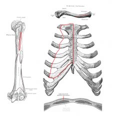 Utspring: 

Pars clavicularis:        Clavicula -mediale 2/3. deler
Pars sternocostalis:   Sternum + cartilagines costales 1-6
Pars abdominalis:      Vagina musculi recti abdominis (rectus sheath)



Feste: 

Crista tuberculi majoris humeri