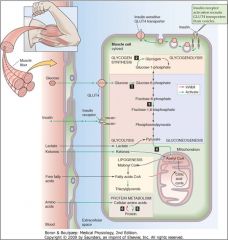 Endocrine and reproduction Flashcards - Cram.com