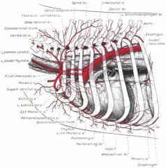 Leslie - Gross Anatomy - Vessels of the Thoracic Cavity Flashcards