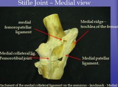 Anatomy II Lab - Midterm (equine) Flashcards - Cram.com