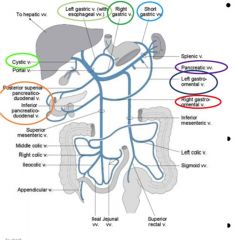 GIWK1- 3-4 Anatomy Portal system Flashcards - Cram.com