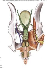 zGross - Lab Animal Anatomy Slides Rabbit and Guinea Pig - Final