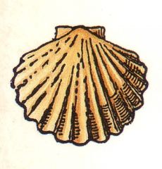 (n) scallop-shell
