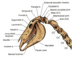 zGross - Large Animal Osteology of the Head and Neck - Final Flashcards ...
