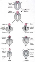 photos Clitoris changes testerone