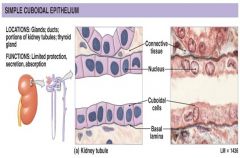 Histology Unit 2 Flashcards - Cram.com