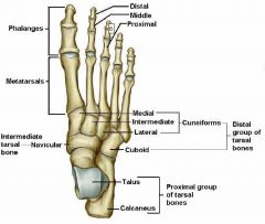 Anatomy - MSK Lower Limb Flashcards - Cram.com
