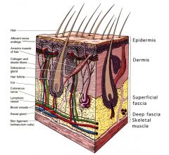 Anatomy- Test 1- Spinal nerves and the autonomicvnervous system