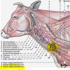 Anatomy II - Neck Thorax Skin Abdomen (Ruminant and Pig) Flashcards