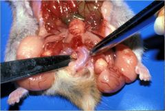 zGross - Lab Animal Anatomy Slides Rat, Mouse, Hamster, Gerbil - Final