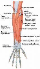 Anatomy - MSK Upper Limb Flashcards - Cram.com