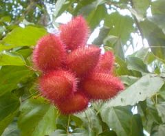 annato, a flower from 
Mexico whose seed produces a reddish pigment for processing foods