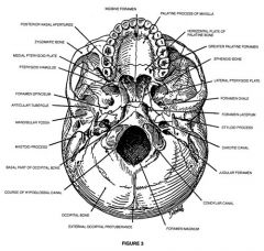 Anatomy Skeletal System Foreign Language Flashcards - Cram.com