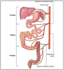 Anatomy- GI organs pg 307-315 Flashcards
