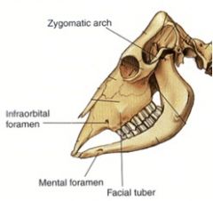 Gross - Spring - Equine and Ruminant Nasal Cavity, Oral Cavity and ...