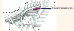 Anatomy II - Neck Thorax Skin Abdomen (Ruminant and Pig) Flashcards ...