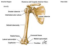 Skeletal Anatomy-Arm Flashcards - Cram.com