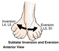 ANT212 Overview of the Lower Limb Flashcards - Cram.com