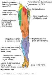 ANT212 Overview of the Lower Limb Flashcards - Cram.com