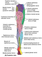 ANT212 Overview of the Lower Limb Flashcards - Cram.com