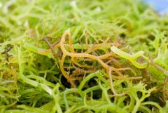 carrageenan, a seaweed extract used as a gum in mass-produced
highly processed foods