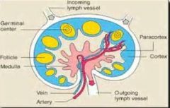 Vet Micro Anatomy Lymphoid Tissue Flashcards - Cram.com