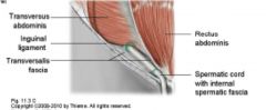 GIWK1- 3-1 Anatomy Inguinal/Abdomen Flashcards - Cram.com